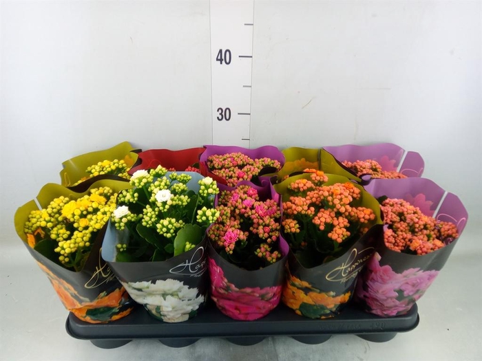 <h4>Kalanchoe blos. 'Perfecta'  ..mix 5</h4>