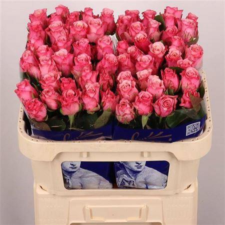 <h4>R Gr Ramonda</h4>