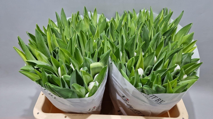 <h4>TU EN ROYAL VIRGIN</h4>