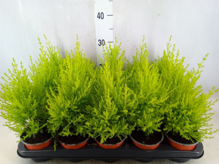 <h4>Cupressus macro. 'Goldcrest Wilma'</h4>