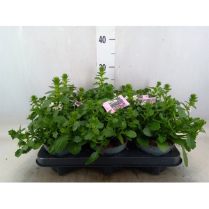 Scaevola aemula   ...