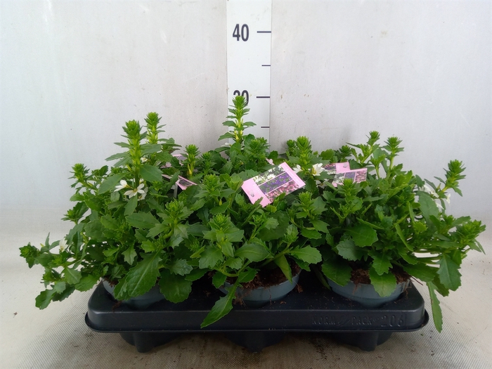 <h4>Scaevola aemula   ...</h4>