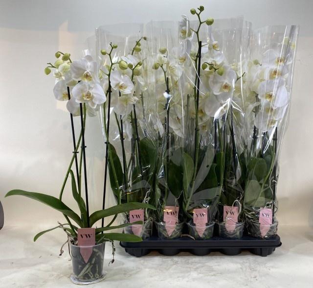 <h4>PHAL OV WIT</h4>