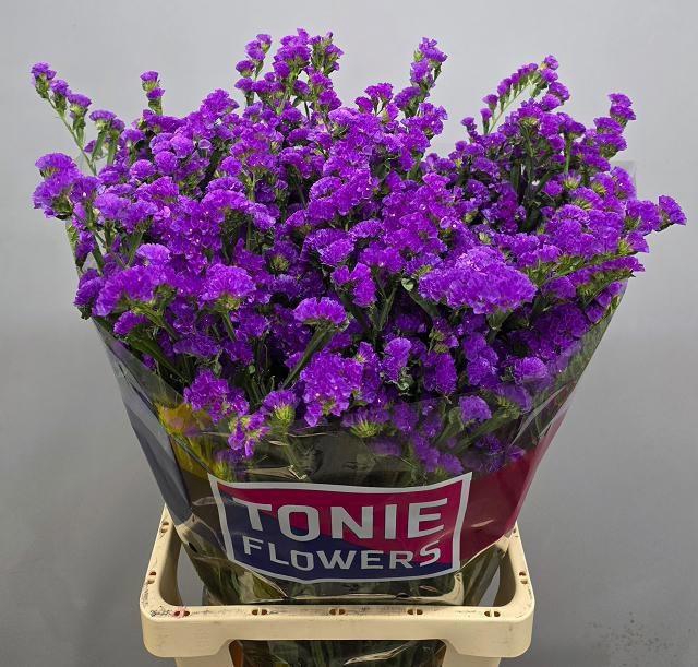 <h4>LIM S CRYST PURPLE</h4>