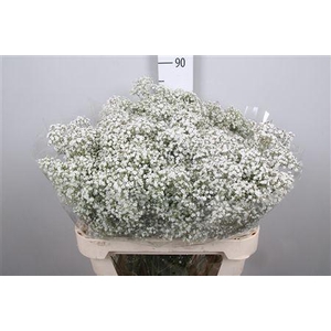 Gyps Pa Million Stars 2