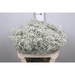 Gyps Pa Million Stars 2