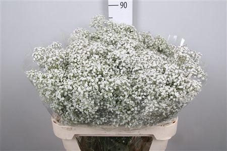 <h4>Gyps Pa Million Stars 2</h4>