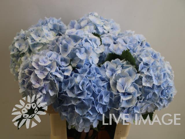 <h4>Hydrangea verena blue</h4>