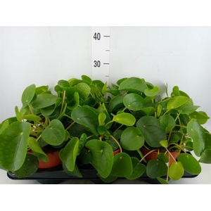 Pilea peperomioides