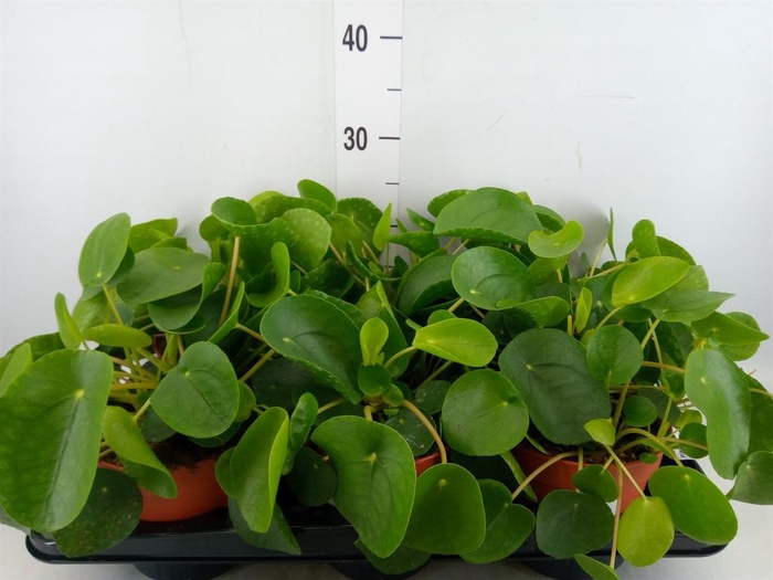 <h4>Pilea peperomioides</h4>