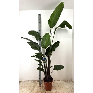 STRELITZIA NICOLAI