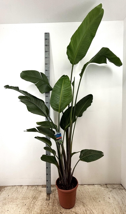 <h4>STRELITZIA NICOLAI</h4>