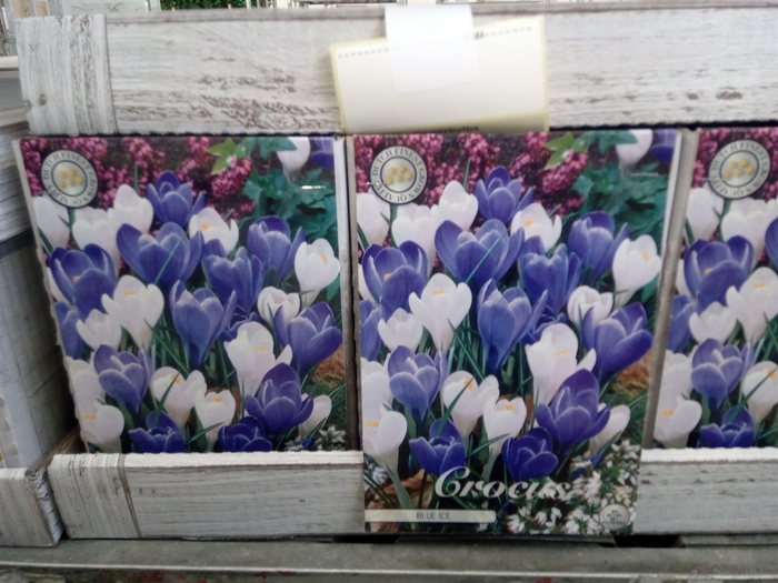 <h4>Crocus   ...flowerbulbs</h4>