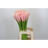 Zantedeschia Eydolls Salmon