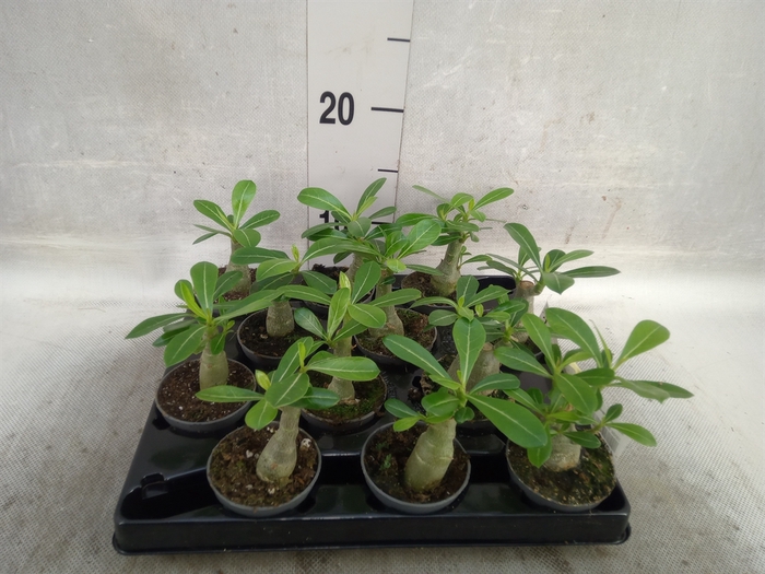 <h4>Adenium obesum</h4>