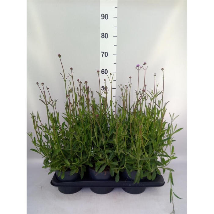 <h4>Verbena bonariensis</h4>