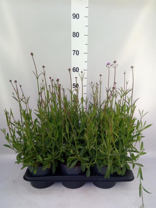 Verbena bonariensis