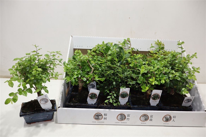 <h4>Bonsai Gem In Keramiek</h4>