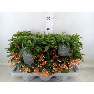 Ardisia crenata 'Bos Premium Pink'