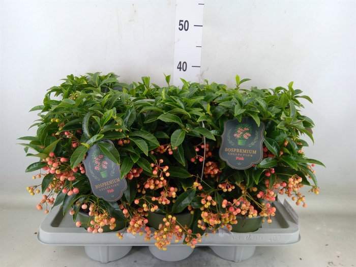 <h4>Ardisia crenata 'Bos Premium Pink'</h4>