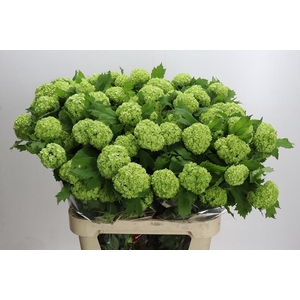 Viburnum Opulus Roseum