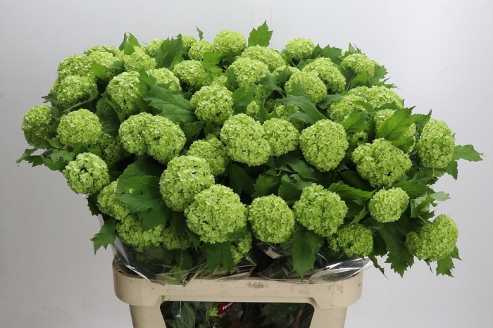 <h4>Viburnum Opulus Roseum</h4>