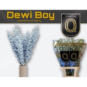 Delph Du Dewi Boy