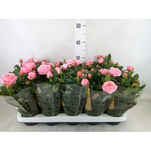 Rosa  'Adele Kordana Grande'
