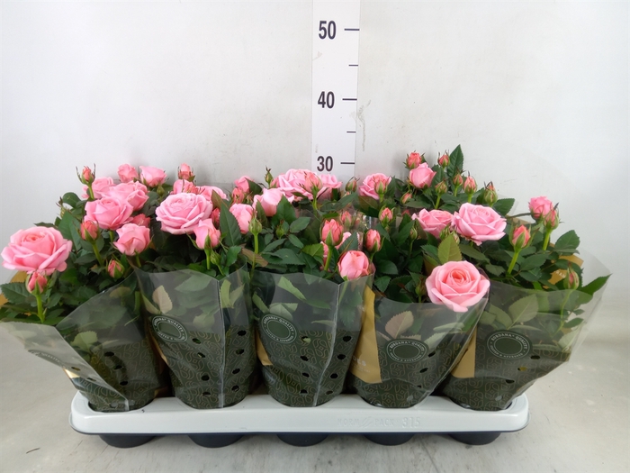 <h4>Rosa  'Adele Kordana Grande'</h4>
