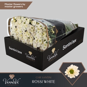 Chrysanten Chr S Rossi White