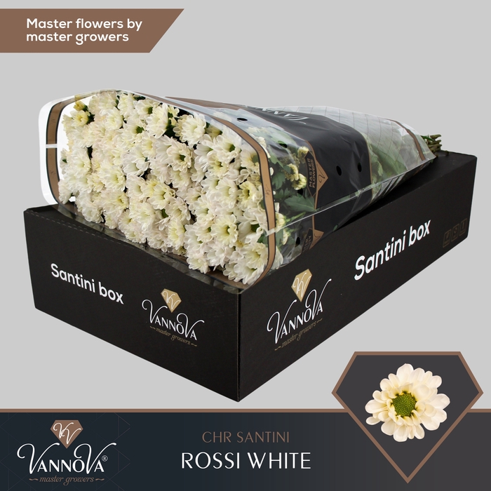 <h4>Chrysanten Chr S Rossi White</h4>