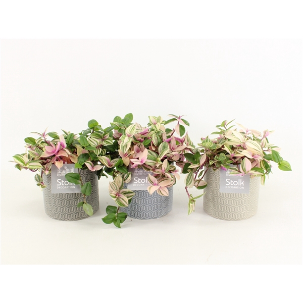 <h4>Tradescantia Quadricolor in Gaia pot</h4>