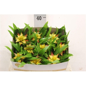 Guzmania 'Flava'
