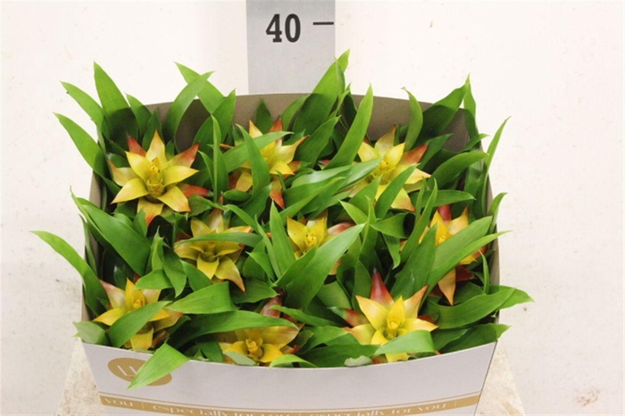 <h4>Guzmania 'Flava'</h4>