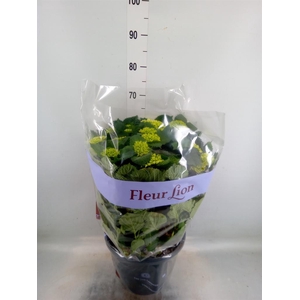 Hydrangea mac. 'Schneeball'