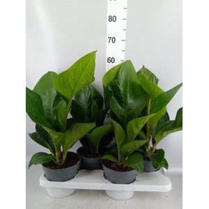 Anthurium crass. 'Karma Birdnest'