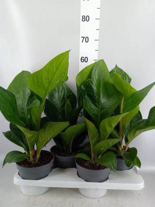 <h4>Anthurium crass. 'Karma Birdnest'</h4>