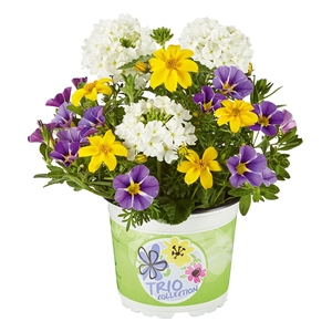 Checkies Brasil White-Yellow-Blue