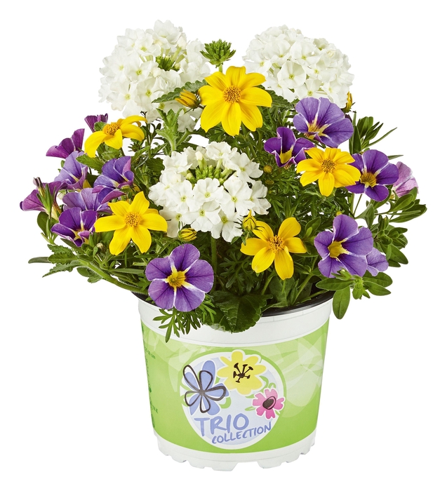 <h4>Checkies Brasil White-Yellow-Blue</h4>