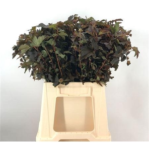 Physocarpus O Diabolo Cm 50 Neutro
