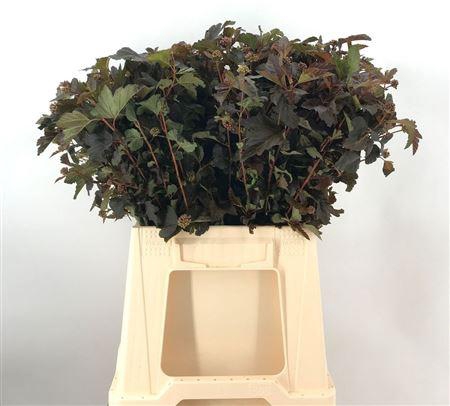 <h4>Physocarpus O Diabolo Cm 50 Neutro</h4>
