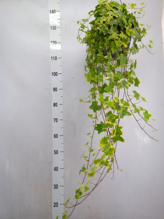 <h4>Hedera helix   ...mix varie yello</h4>