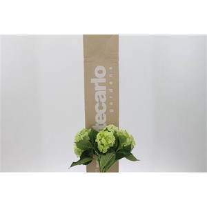 Hydr ( Box ) Lime Green