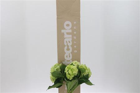 <h4>Hydr ( Box ) Lime Green</h4>