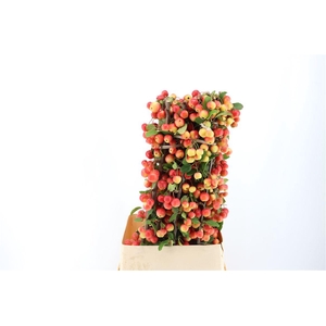 Malustak Red Sentinel Ex 100cm P Stem