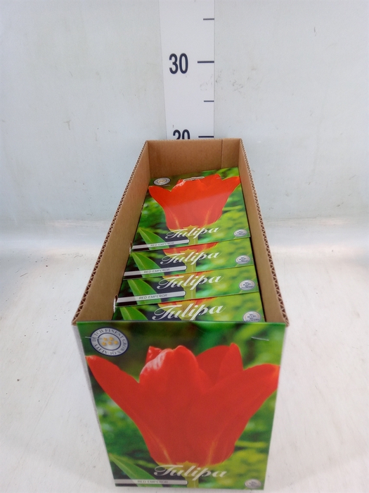 <h4>Tulipa   ...flowerbulbs</h4>