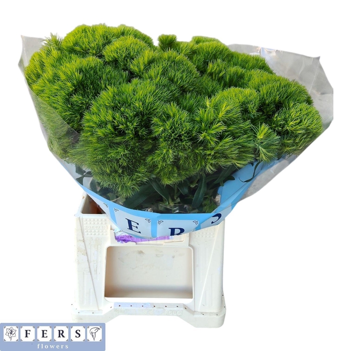 <h4>DI BARB GREEN WICKY</h4>