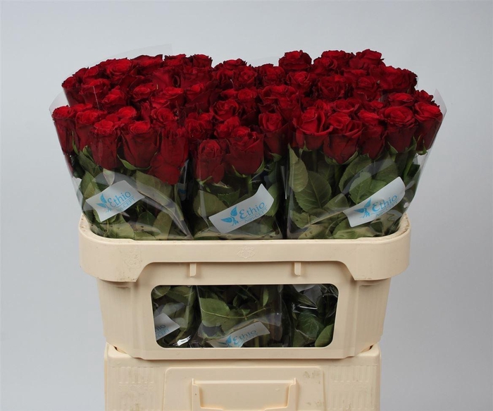 <h4>R Gr Upper Class</h4>