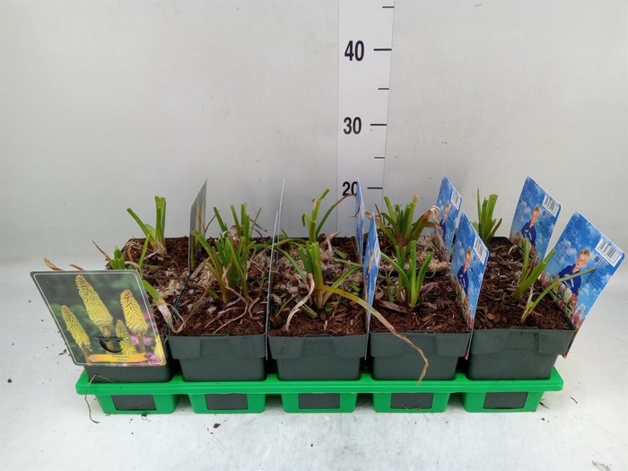 <h4>Kniphofia uvaria</h4>