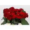 Dahlia Heatwave